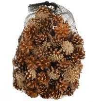 Product Pine Cones Scots Pine Pinus sylvestris H3–5cm Approx. 1kg Natural and Bleached