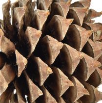 Product Pine cones Coulter pine natural Ø13cm H18cm 1 pc