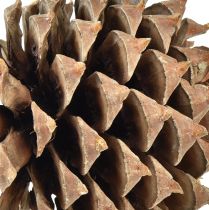 Product Pine cones Coulter pine natural Ø13cm H18cm 1pc