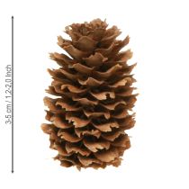 Product Small hemlock cones decorative natural cones Advent 3-4cm 100g