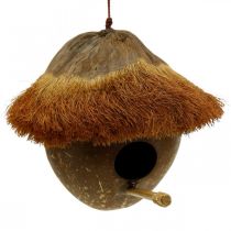 Coconut as a nesting box, birdhouse to hang, coconut decoration Ø16cm L46cm