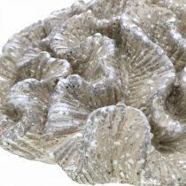 Product Maritime decoration coral beige white artificial polyresin 23x20cm