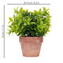 Product Artificial plant in a flower pot with realistic texture for indoor use and decoration, 18cm, 3 pieces