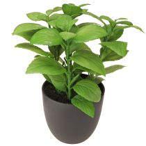 Product Artificial herbs basil thyme rosemary Ø11.5cm 3pcs