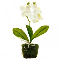 Product Artificial orchids Artificial flower orchid white 20cm