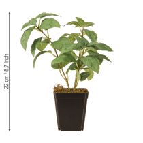 Product Artificial Basil in Pot Herbs in Green H22cm