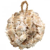 Product Deco ball snail shells shells deco hanging nature Ø12cm