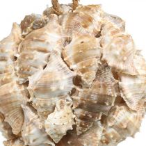 Product Decorative ball snail shells shells decoration hanging natural Ø12cm