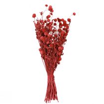 Product Globe amaranth (Gomphrena globosa), red, dry, 45cm, 100g