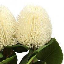 Product Artificial flowers, Banksia, Proteaceae Cream white L58cm H6cm 3pcs