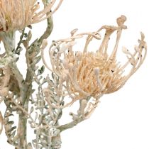 Artificial Flowers, Pincushion Flower, Leucospermum, Proteaceae Washed White L58cm 3pcs
