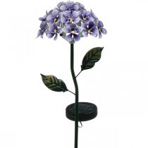 Luminous chrysanthemum, metal decoration for the garden, solar decoration with LEDs purple L55cm Ø15cm