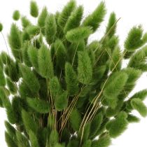 Product Dried Lagurus (Hare's Tail Grass) 65-70cm 75g