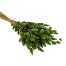 Product Dried Lagurus (Hare's Tail Grass) 65-70cm 75g
