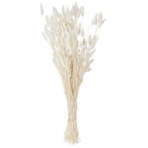 Product Dried Flowers Lagurus ovatus Hare's Tail Cream 55-70cm 100g