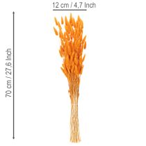 Product Lagurus Bunch Dried Bunny Tail Grass 70 cm 100g in Orange Tones
