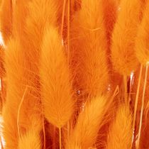 Product Lagurus Bunch Dried Bunny Tail Grass 70 cm 100g in Orange Tones