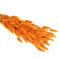 Product Lagurus Bunch Dried Bunny Tail Grass 70 cm 100g in Orange Tones