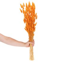 Product Lagurus Bunch Dried Bunny Tail Grass 70 cm 100g in Orange Tones
