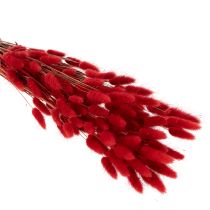 Product Red Dried Lagurus Bouquet 70cm 100g for Indoor Decoration