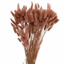Product Dry floristry rabbit tail grass Lagurus reddish brown 100g