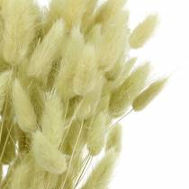 Product Velvet Grass Lagurus Light Green 100g Dry Grasses