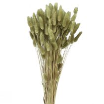 Product Lagurus Dried Hare&#39;s Tail Grass Olive 65-70cm 100g
