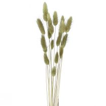 Product Lagurus Dried Hare's Tail Grass Olive 65-70cm 100g
