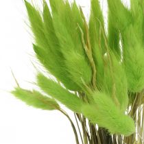 Product Velvet grass green, lagurus, dry decoration, dried sweet grass L18-50cm 25g