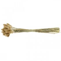 Product Lagurus ovatus dried flowers fountain grass velvet grass decorative light brown 40-50cm 30g