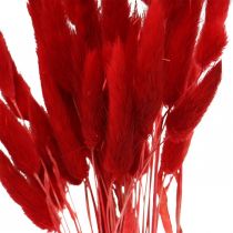 Decorative grass red, lagurus, velvet grass, dry floristry L30–50cm 20g