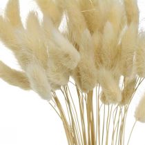 Decorative grass, bleached sweet grass, Lagurus ovatus, velvet grass L40–55cm 25g
