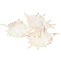 Product Lambis Sea Snail Natural Decoration 14cm 10 pcs