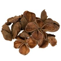 Product Landlotus Nature 50 pcs