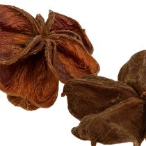 Product Landlotus Nature 50 pcs