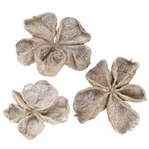 Product Landlotus White Washed 6-12cm 50 pcs