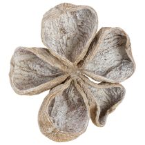 Product Landlotus White Washed 6-12cm 50 pcs