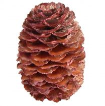 Product Leucadendron Sabulosum Cones in Red Frosted 500g