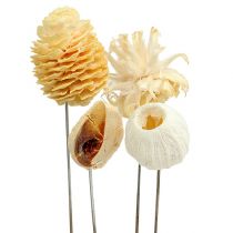 Product Leucodentron assortment bleached on wire 100 pcs