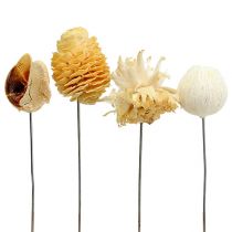 Leucodentron assortment bleached on wire 100pcs
