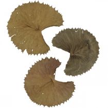 Product Lotus leaves dried natural dry decoration water lily leaf 50 pieces