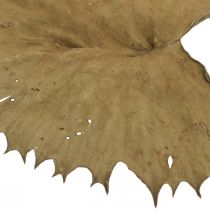 Product Lotus leaves dried natural dry decoration water lily leaf 50 pieces