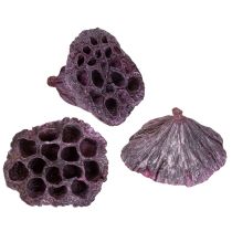 Product Lotus pods Dried lotus Pink White washed Ø6-9cm 50pcs