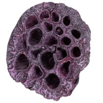 Product Lotus pods Dried lotus Pink White washed Ø6-9cm 50pcs