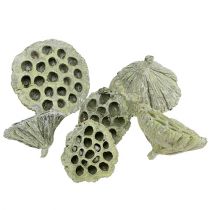 Product Lotus cob mix green washed Ø6cm - 10cm 50 pcs