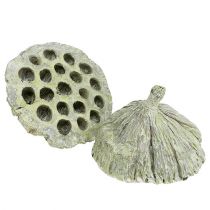 Product Lotus Flask Mix Green washed Ø6cm - 10cm 50p