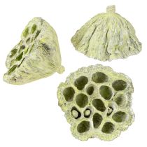Product Lotus pods Dried lotus Mix Green washed Ø6-10cm 50pcs