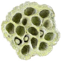 Product Lotus pods Dried lotus Mix Green washed Ø6-10cm 50pcs