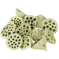 Product Lotus pods Dried lotus Mix Green washed Ø6-10cm 50pcs