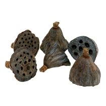 Lotus piston small 100 pcs. natural